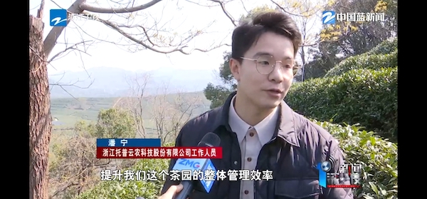 春茶開采正當時！揭秘托普云農(nóng)如何用科技“制”出一杯數(shù)字好茶
